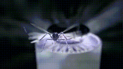 Mosquito Lamp